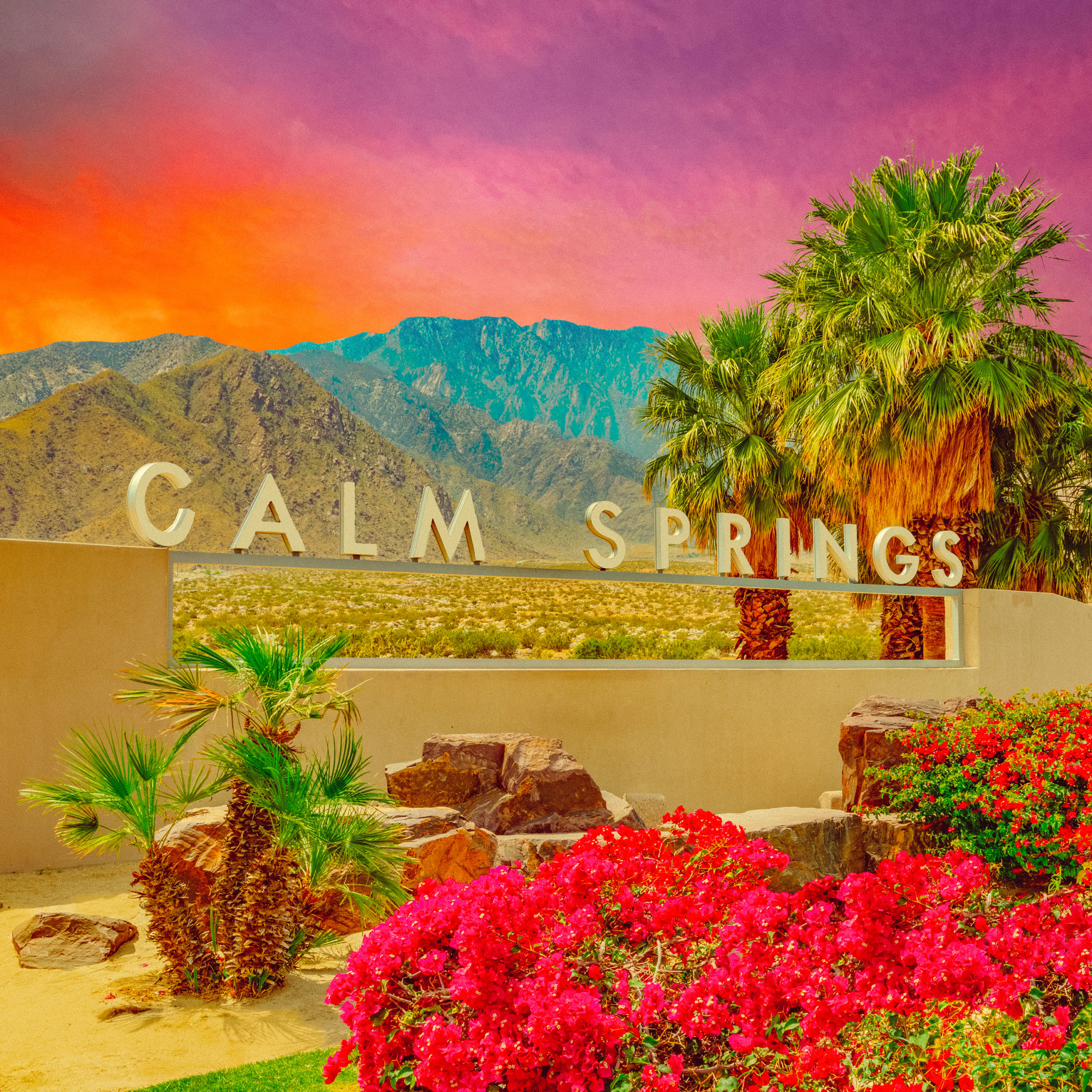Bougainvillea and palm trees at sign in Palm Springs, California
